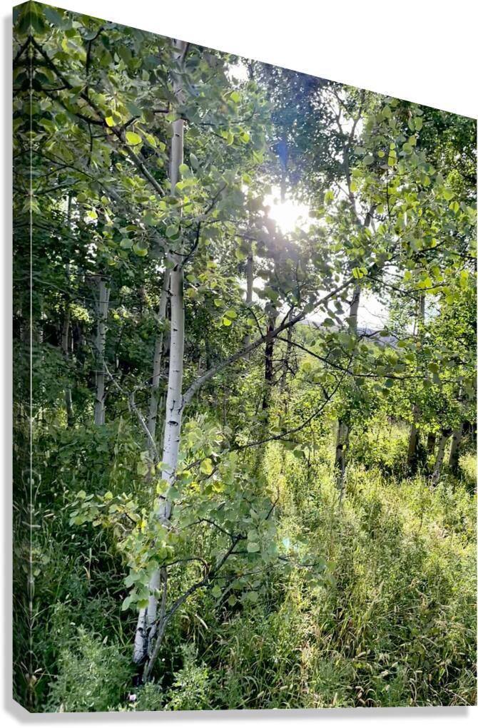 IMG 2048 White light through the Aspen trees Canvas Print