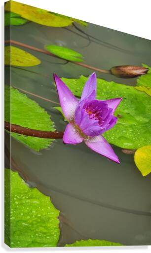 Flower Power Canvas Print