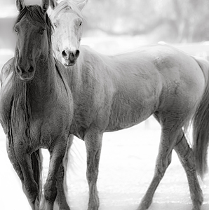 02012023 mustangs 6060 Enhanced NR