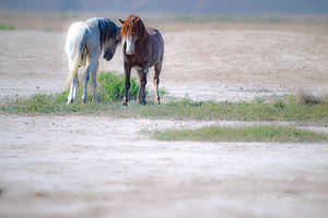 BZ9 0769 Enhanced NR