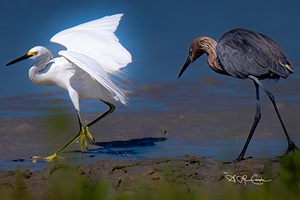 09052023 birds 38 Enhanced NR 2