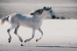 BZ9 0714 Enhanced NR