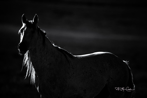 BZ9 5301 Enhanced NR