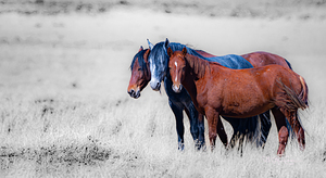 BZ9 3463 Enhanced NR