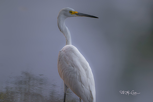 BZ9 9233 Enhanced NR