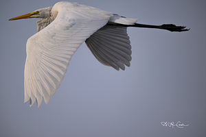 BZ9 9175 Enhanced NR