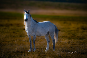 BZ9 5294 Enhanced NR