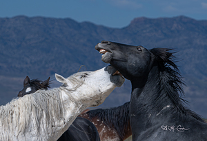 BZ9 4296 Enhanced NR 2