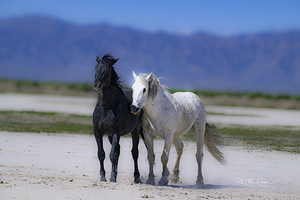 BZ9 4375 Enhanced NR 2