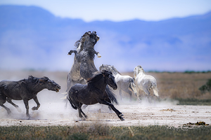 BZ9 1201 Enhanced NR