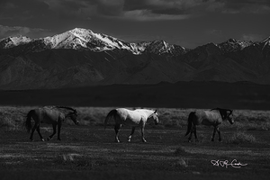 BZ9 6193 Enhanced NR