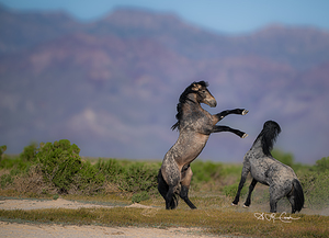 BZ9 6970 Enhanced NR