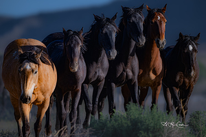 BZ9 6597 Enhanced NR