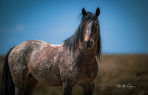 BZ9 3126 Enhanced NR