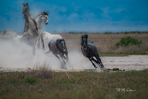 BZ9 1209 Enhanced NR