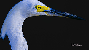 BZ9 8815 Enhanced NR