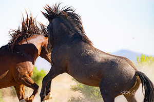 BZ9 0027 Enhanced NR