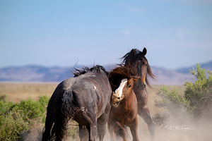 BZ9 0049 Enhanced NR