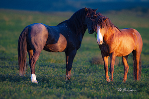 BZ9 0346 Enhanced NR