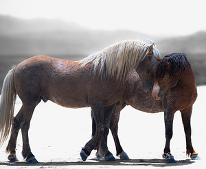 BZ9 0414 Enhanced NR