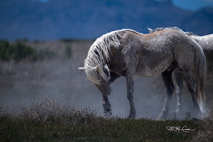 Wild and sassy