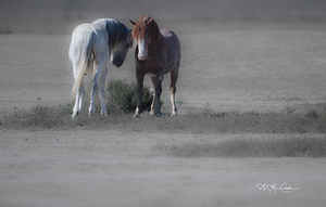 BZ9 0769 Enhanced NR