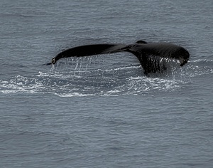 a whales tale
