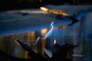 BZ9 1249 Enhanced NR