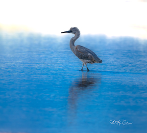 blue reflection