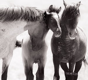 BZ9 1799 Enhanced NR 2