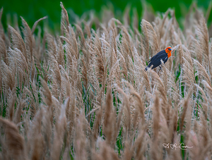 BZ9 2158 Enhanced NR