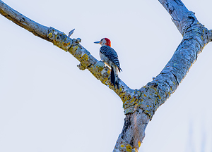 BZ9 3792 Enhanced NR