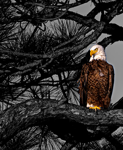 Majestic