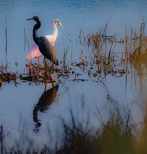 BZ9 3912 Enhanced NR 2