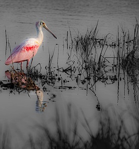 BZ9 3964 Enhanced NR