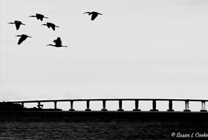 birds & bridges
