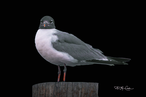 Just a bird...