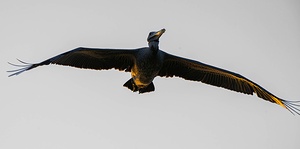 White Pelican flyby