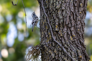 BZ9 6695 Enhanced NR