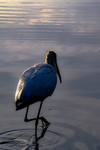 The Stork