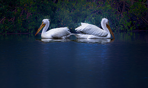 BZ9 7780 Enhanced NR