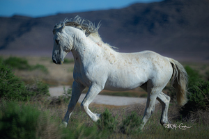 BZ9 8420 Enhanced NR