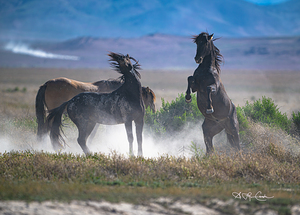 BZ9 8651 Enhanced NR 2