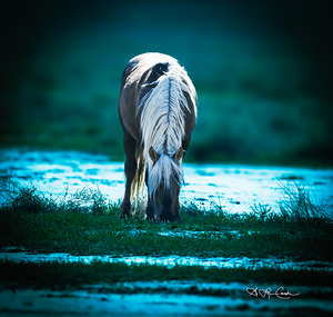 BZ9 8825 Enhanced NR