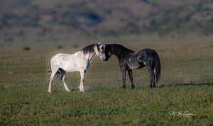 black and white in the wild