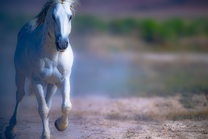 BZ9 9270 Enhanced NR