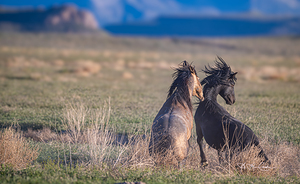 Wild and free