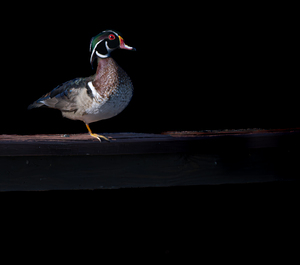 Wood duck poser