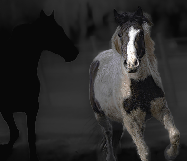 02012023 mustangs 5479 Enhanced NR Print