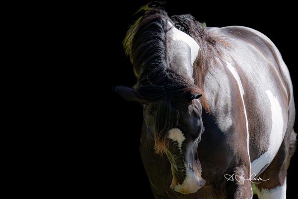 Horse majestic Print